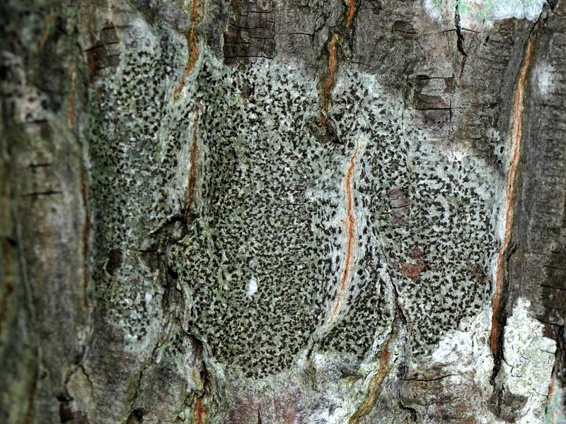 Dot Lichen photo 2