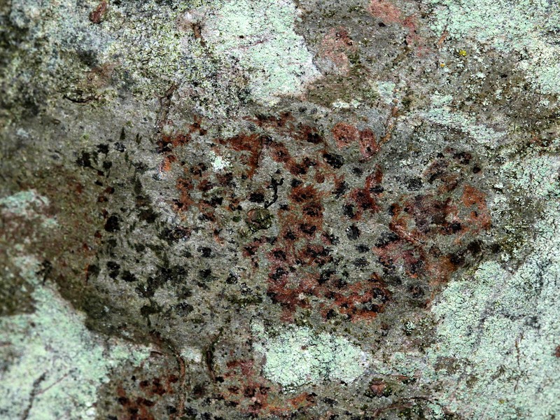 Dot Lichen photo 3
