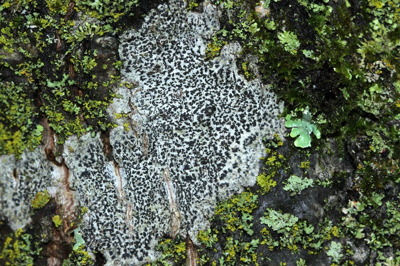Dot Lichen photo 4