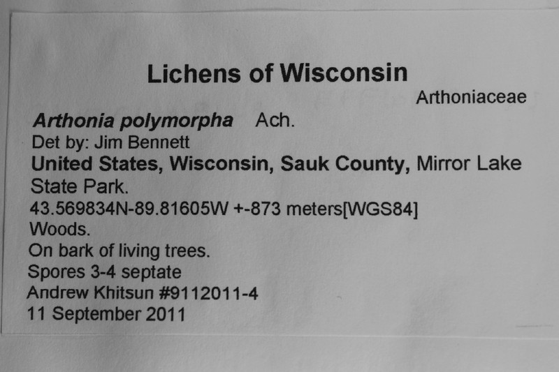Dot Lichen photo 6