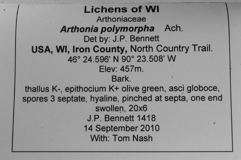 Dot Lichen photo 7