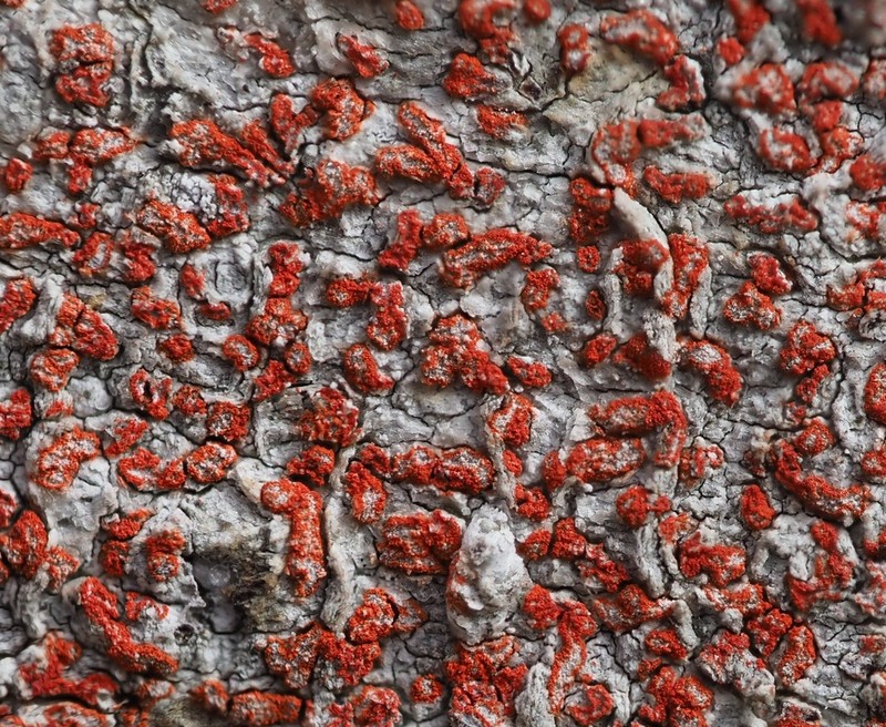 Arthonia pruinata