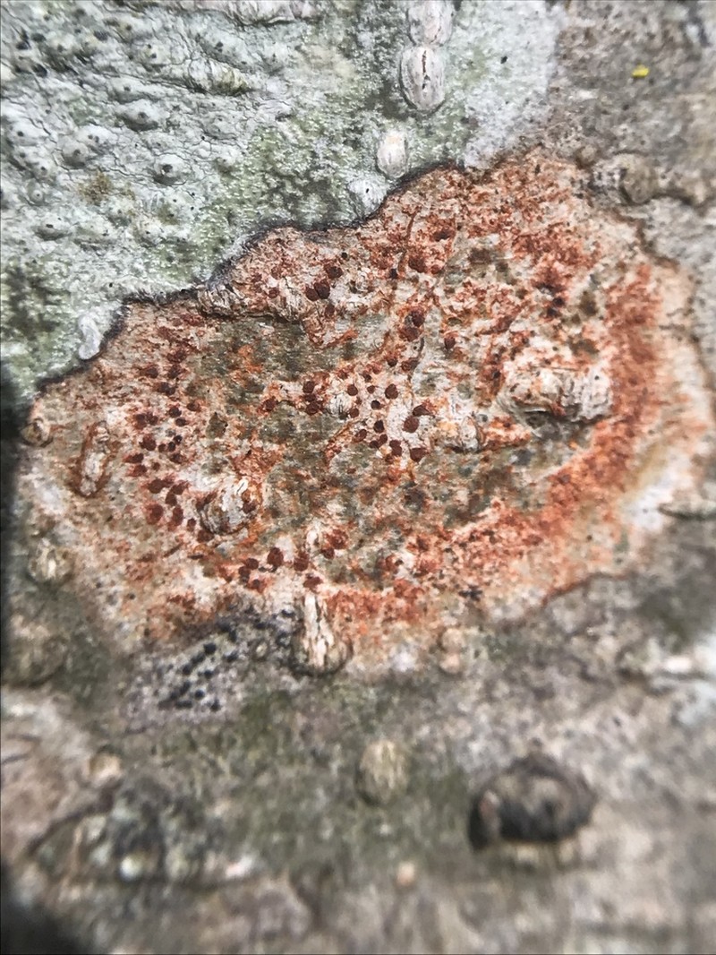 Arthonia pruinata photo 5