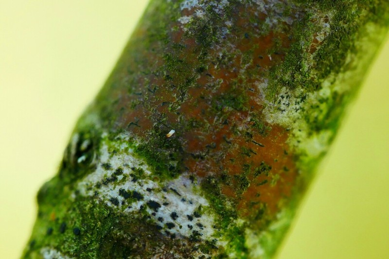 Dot Lichen
