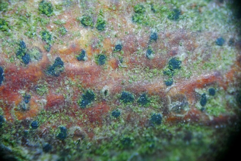 Dot Lichen photo 2