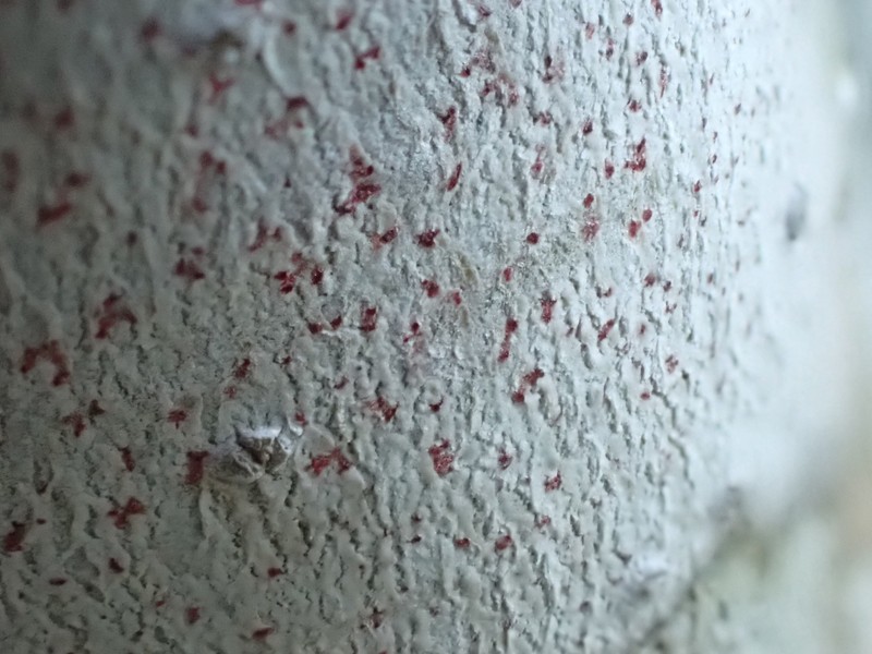 Dot Lichen photo 4