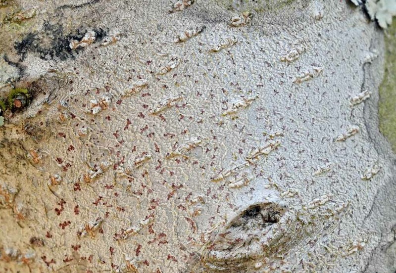 Dot Lichen photo 5