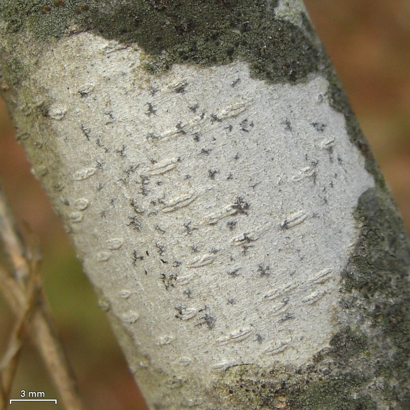 Dot Lichen