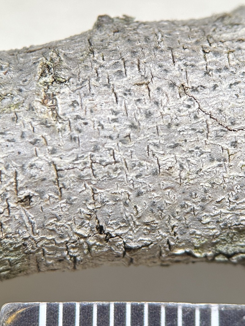 Dot Lichen photo 2
