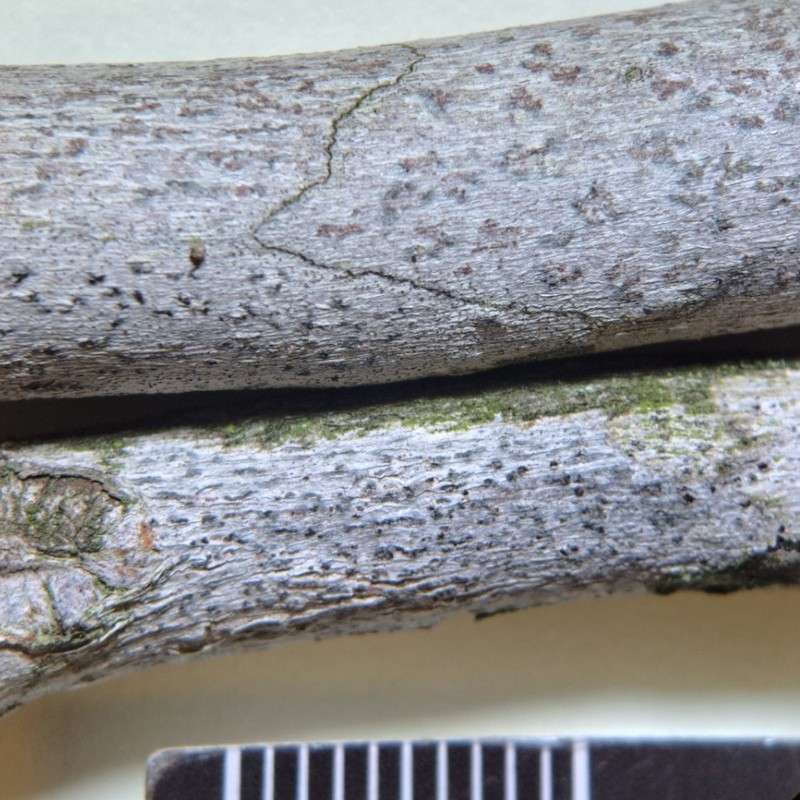 Dot Lichen photo 3