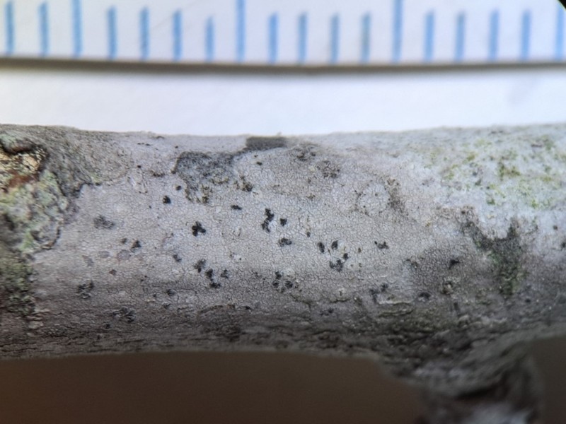 Dot Lichen photo 4