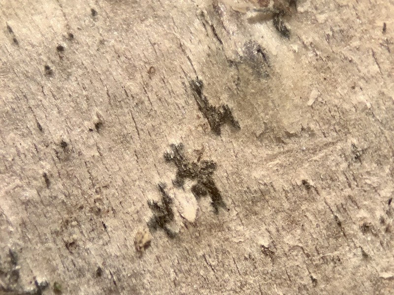 Dot Lichen