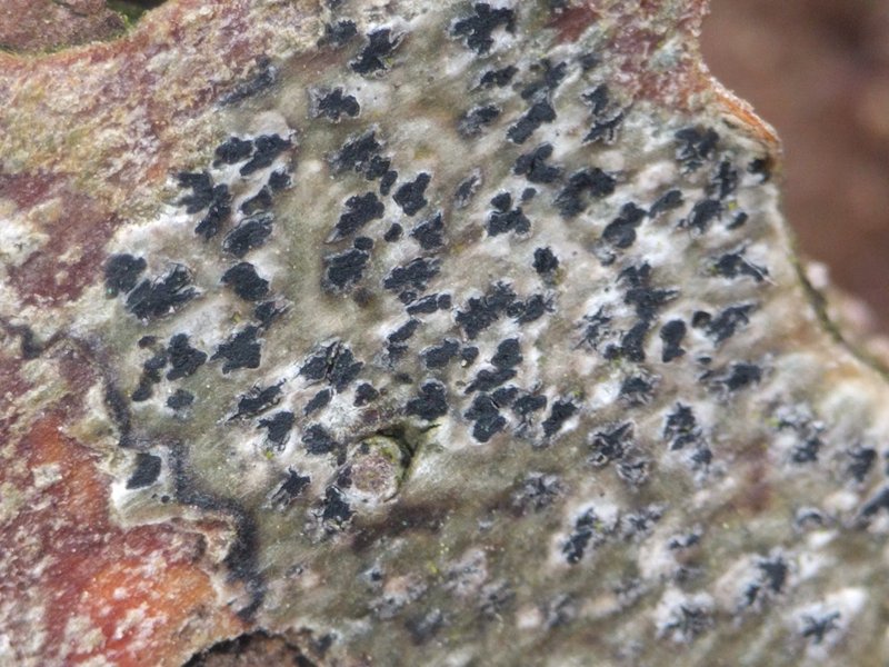 Dot Lichen photo 2