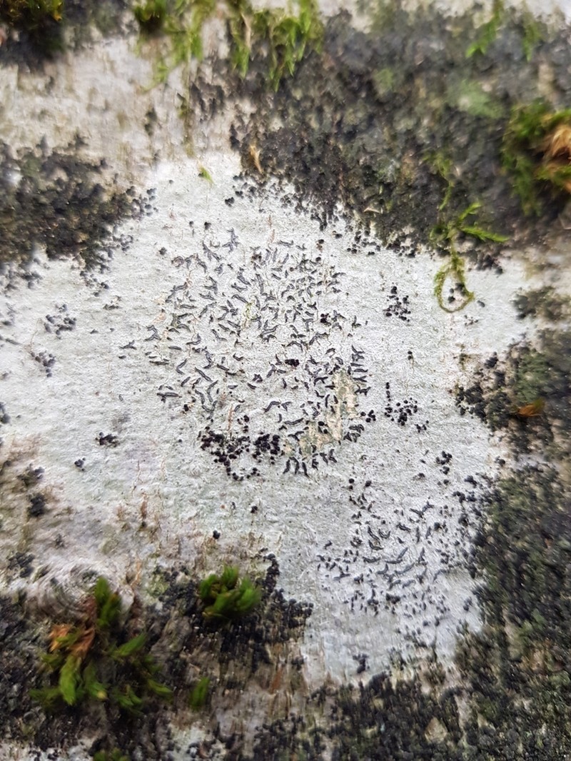 Dot Lichen photo 3