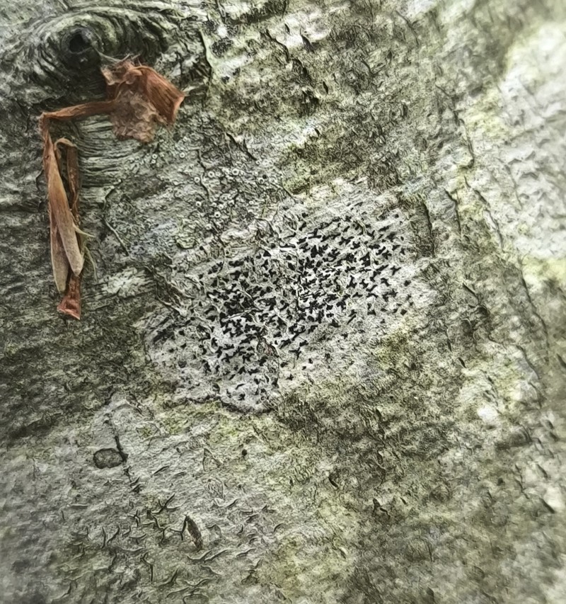 Dot Lichen photo 4