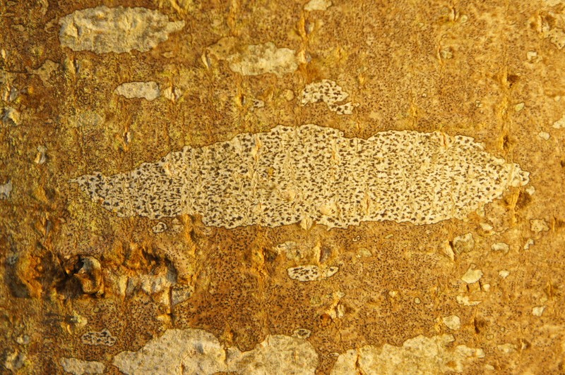 Dot Lichen photo 5
