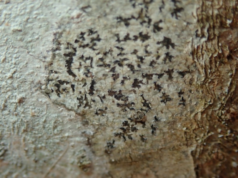Dot Lichen photo 6