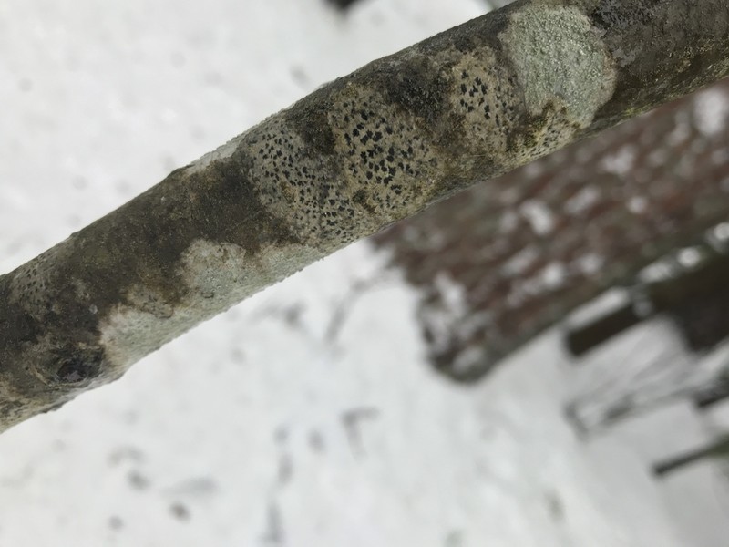 Dot Lichen photo 7
