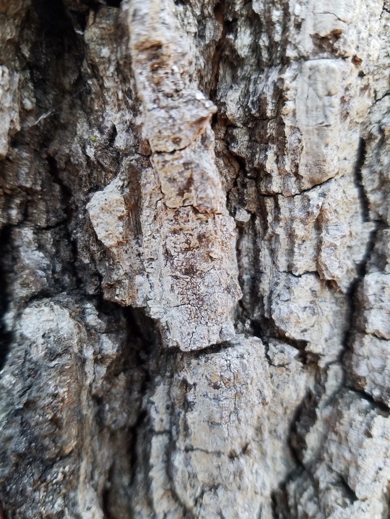 Dot Lichen