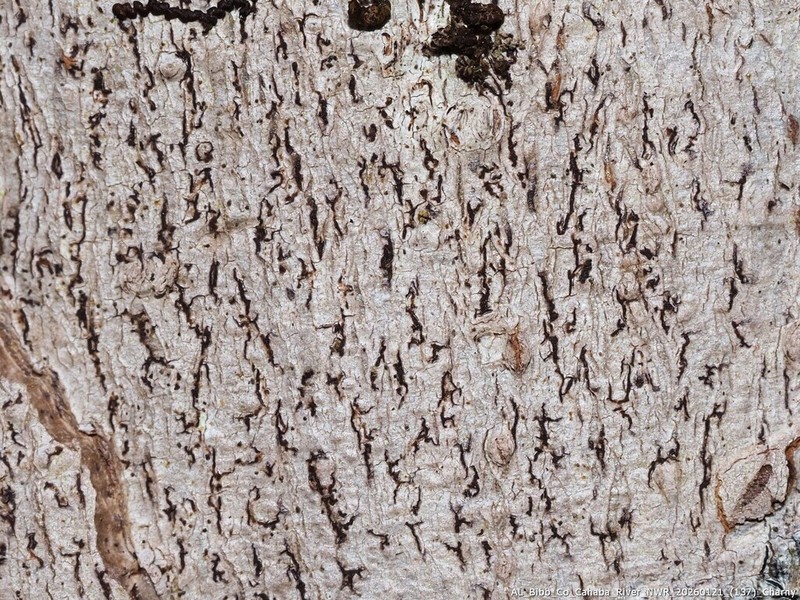 Dot Lichen photo 2
