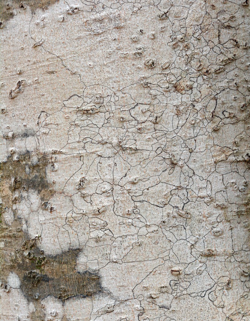 Dot Lichen photo 3