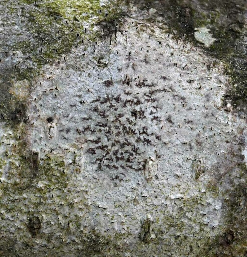 Dot Lichen photo 4