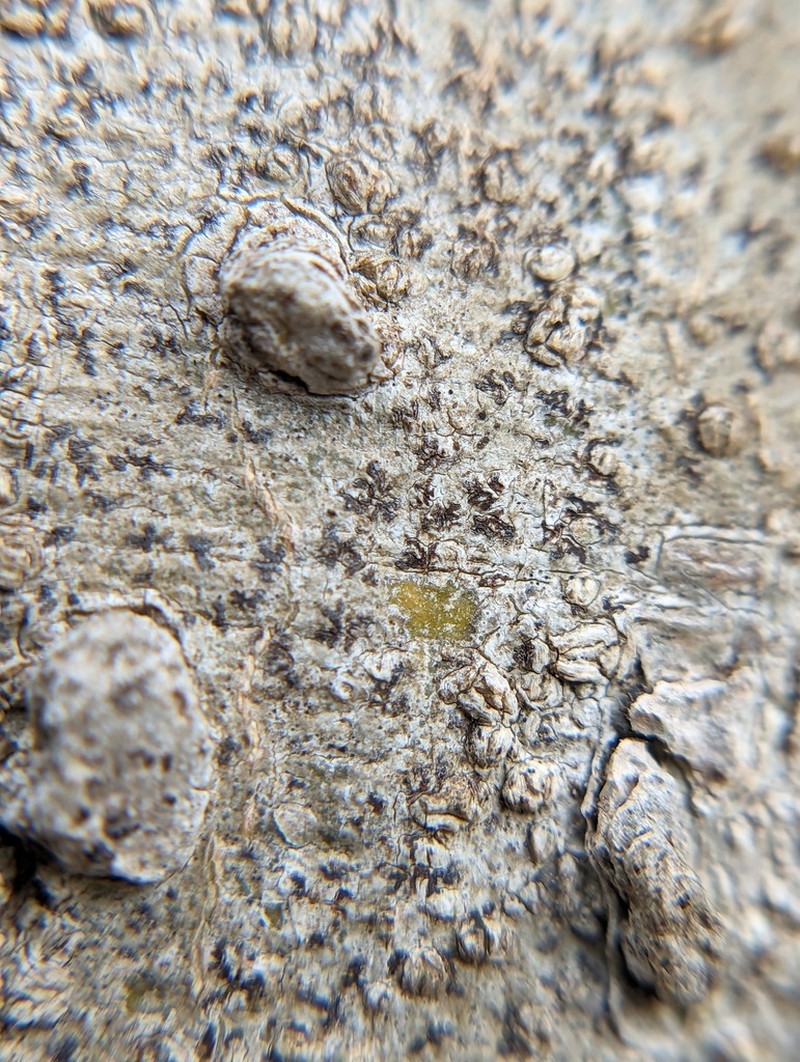 Dot Lichen photo 5
