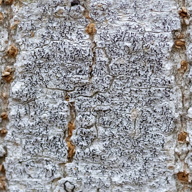 Dot Lichen photo 6