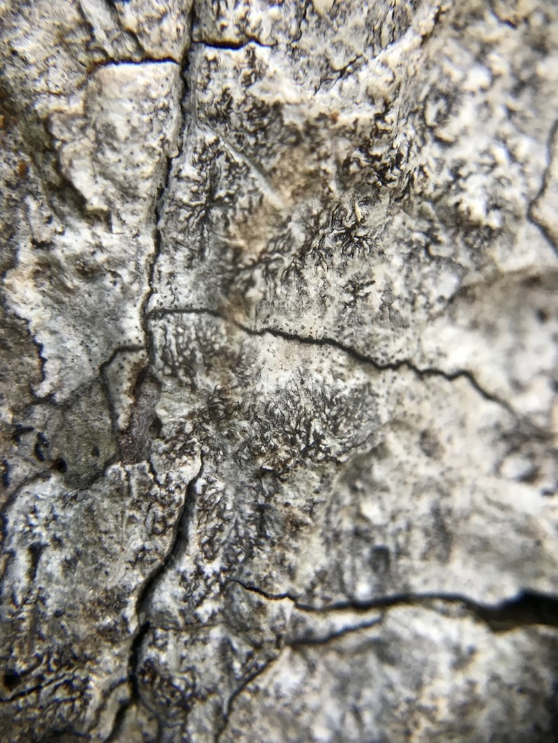 Dot Lichen photo 7