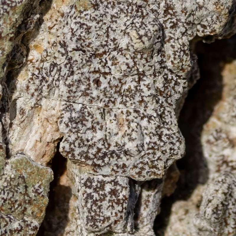 Dot Lichen photo 8