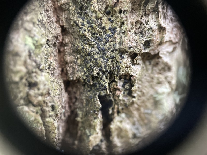 Dot Lichen photo 2