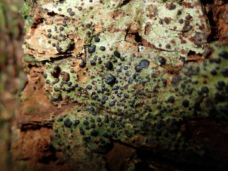 Dot Lichen photo 3