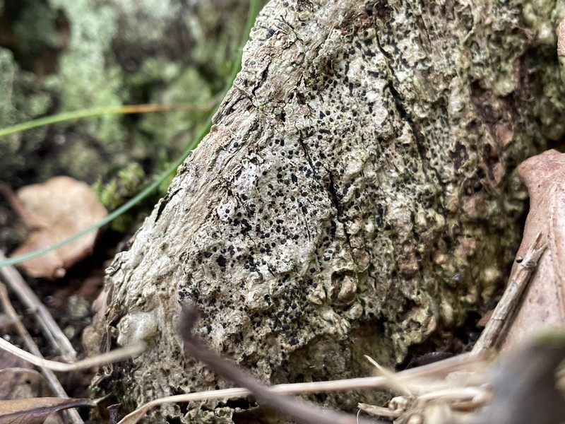 Dot Lichen photo 4