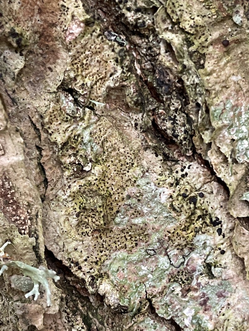 Dot Lichen photo 5
