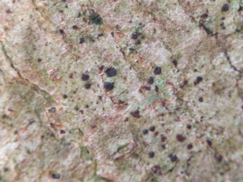 Dot Lichen photo 6