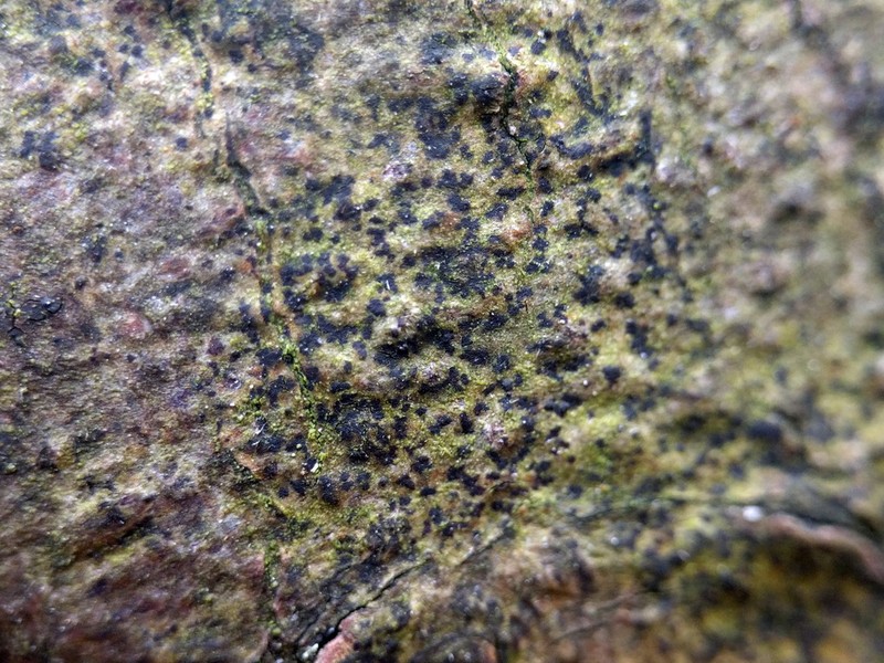 Dot Lichen photo 7