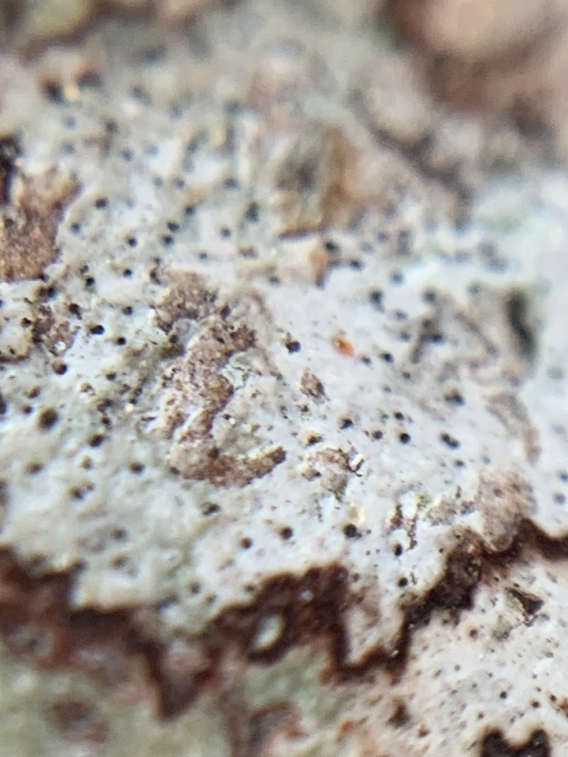 Dot Lichen photo 3
