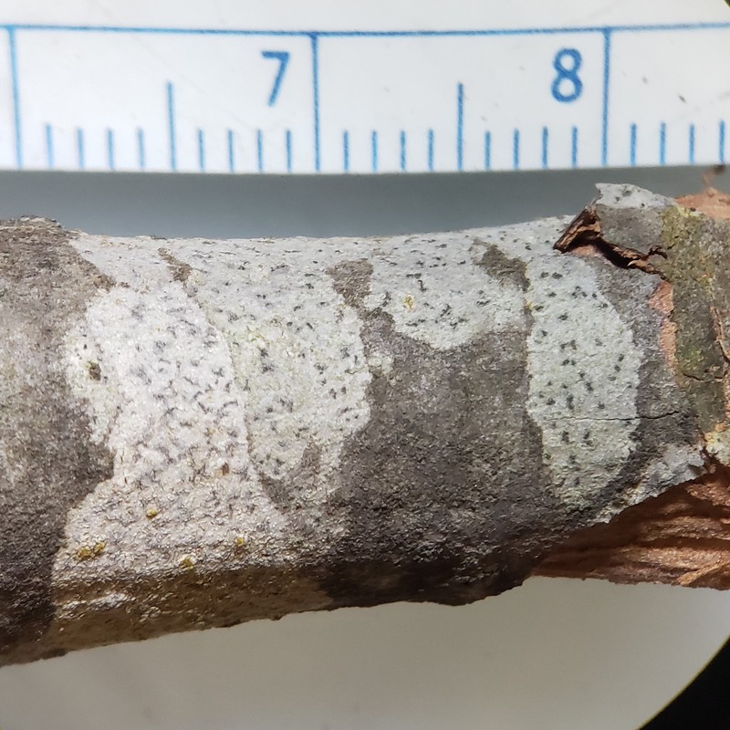 Dot Lichen