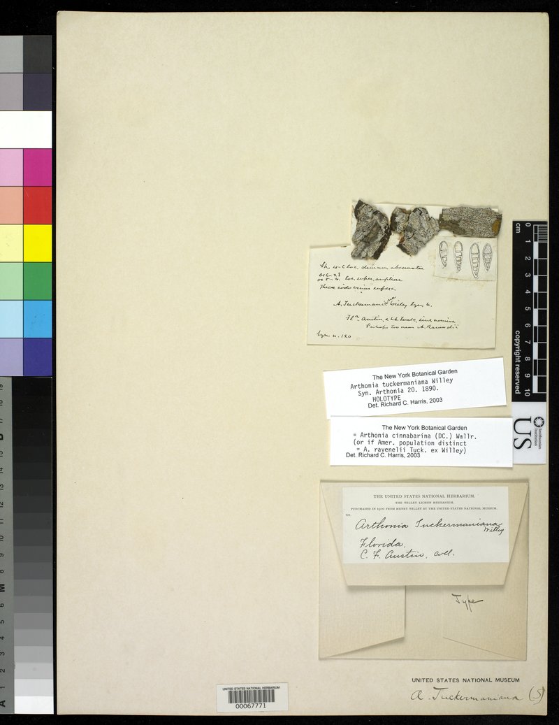 Tuckerman's Dot Lichen