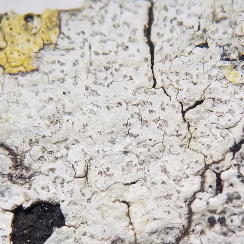 Dot Lichen