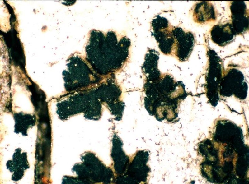 Arthonia vinosa photo 2