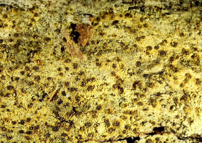 Arthonia vinosa photo 3