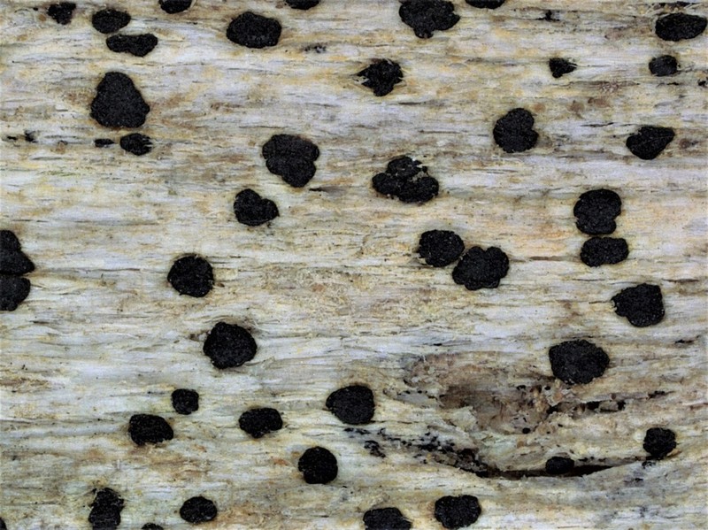 Arthonia vinosa photo 4