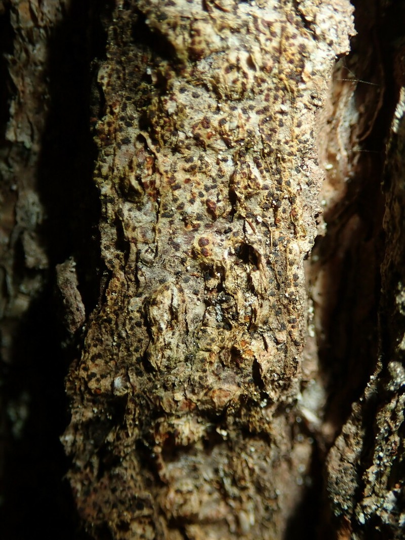 Arthonia vinosa photo 5