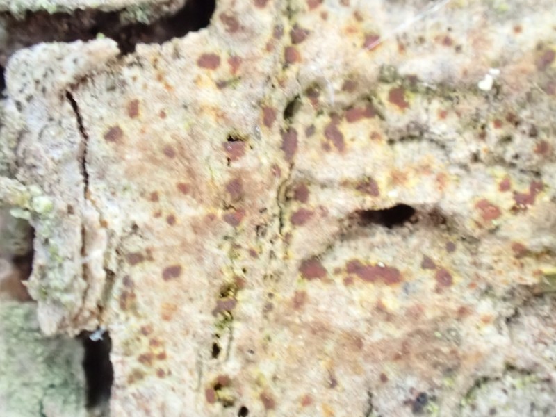 Arthonia vinosa photo 7