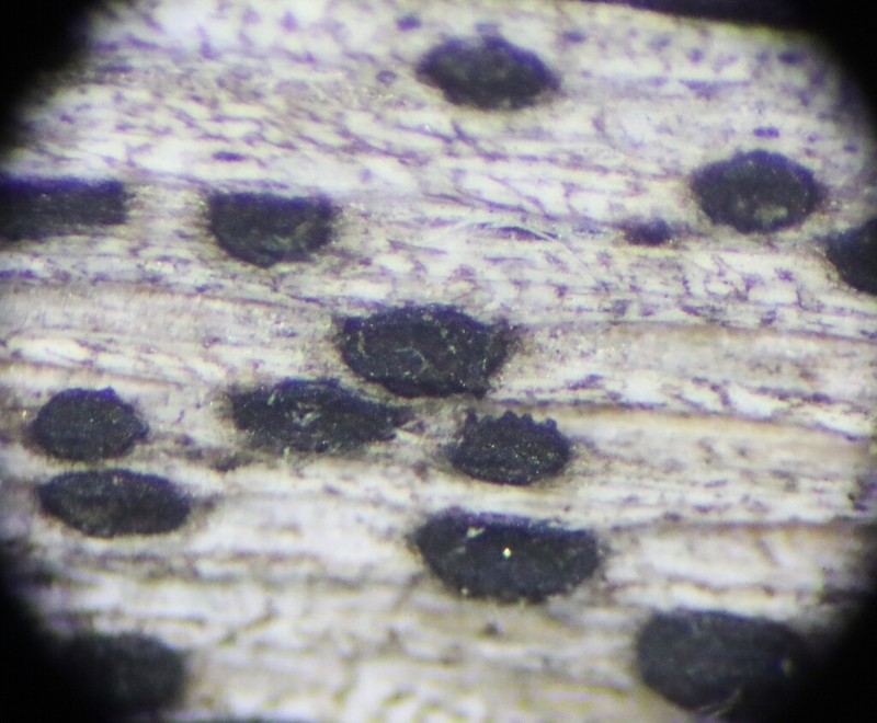 Arthopyrenia analepta