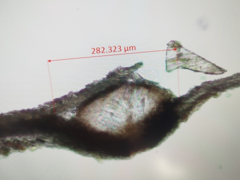 Arthopyrenia analepta photo 2