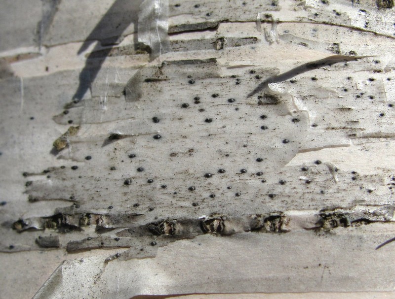 Arthopyrenia analepta photo 3