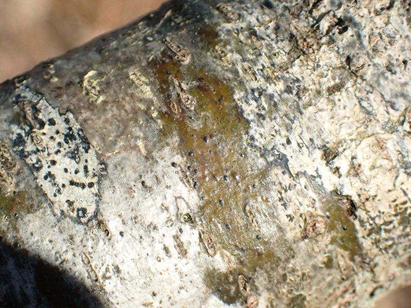 Arthopyrenia analepta photo 4