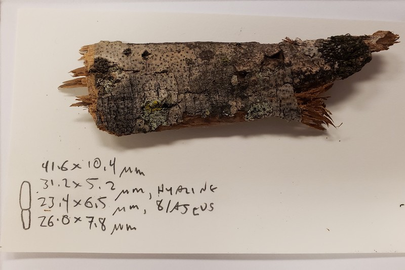 Cinchona Shell Lichen photo 2